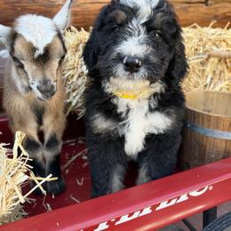 Bernedoodle Puppies from HooDoodles