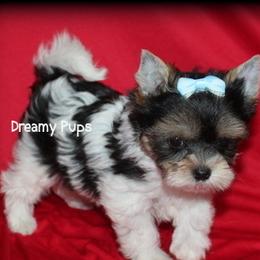 AKC Tiny Extreme Baby Doll Face Gladiator 3500 - Black tan and white male Biewer Terrier puppy in Kennesaw, Georgia from Dreamy Pups