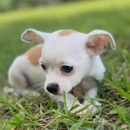 Little Moo Moo - Cream and white female Chihuahua puppy in Alvord, Texas from Gift of Gods Favor