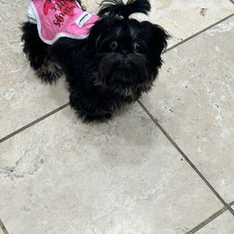 Shih Tzu Puppies from 🩷CHAFFINO ADORABLE SHIH TZUS