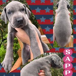 Sapphire - Blue female Great Dane puppy in Wellsville, New York from Prophecy Danes