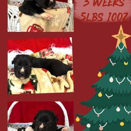 Vesuvius - Black and white male Siberian Husky puppy in Florence, Kentucky from Moonlight Howl Huskies