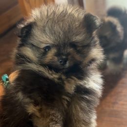 Pomeranian puppies from Very Happy Ranch