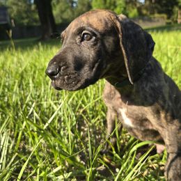 Doberman Pinscher and Great Dane Puppies from Draggin Dobermans & Great Danes