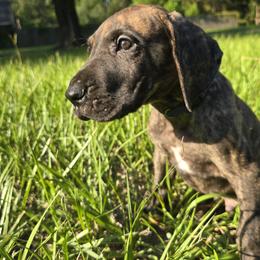 Doberman Pinscher and Great Dane Puppies from Draggin Dobermans & Great Danes