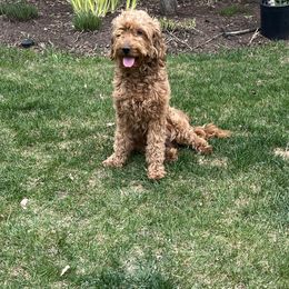 Bella - Goldendoodle