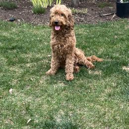 Bella - Goldendoodle