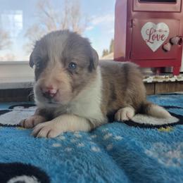 Cricket - Red merle female Border Collie puppy in Gary, Indiana from Lake Ridge Border Collies