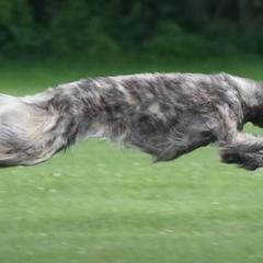 Borzois from Spryfeat borzoi