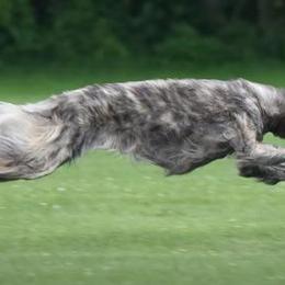 Borzois from Spryfeat borzoi
