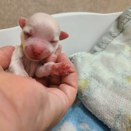 Coton de Tulear Puppies from Classy Cotons