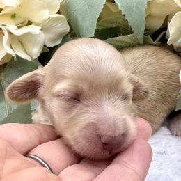 Blair - Cream female Dachshund puppy in Exeter, California from Sawtooth Miniature Dachshunds