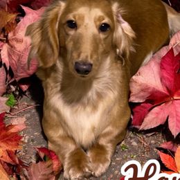 Harmony - Dachshund