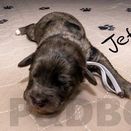 Bernedoodle, Goldendoodle, and Poodle Puppies from Poodles and Doodles By Grace