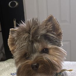 Harley - Yorkshire Terrier