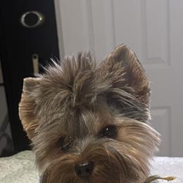 Harley - Yorkshire Terrier