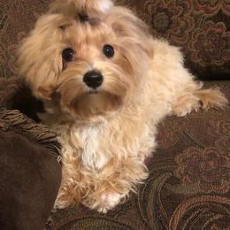 Maltese, Maltipoo, and Poodle Puppies from Healing Pawz LLC