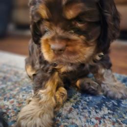 Comet - Brown and tan male Cocker Spaniel puppy in Bonneville County, Idaho from Dream Catcher Cockers