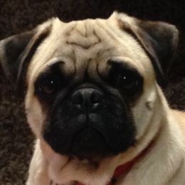 Pugs from J&J Iron Mountain Ranch Pugs