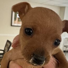 Girl 2 - Red female Miniature Pinscher puppy in Staunton, Virginia from Little L’s Magical Min Pins