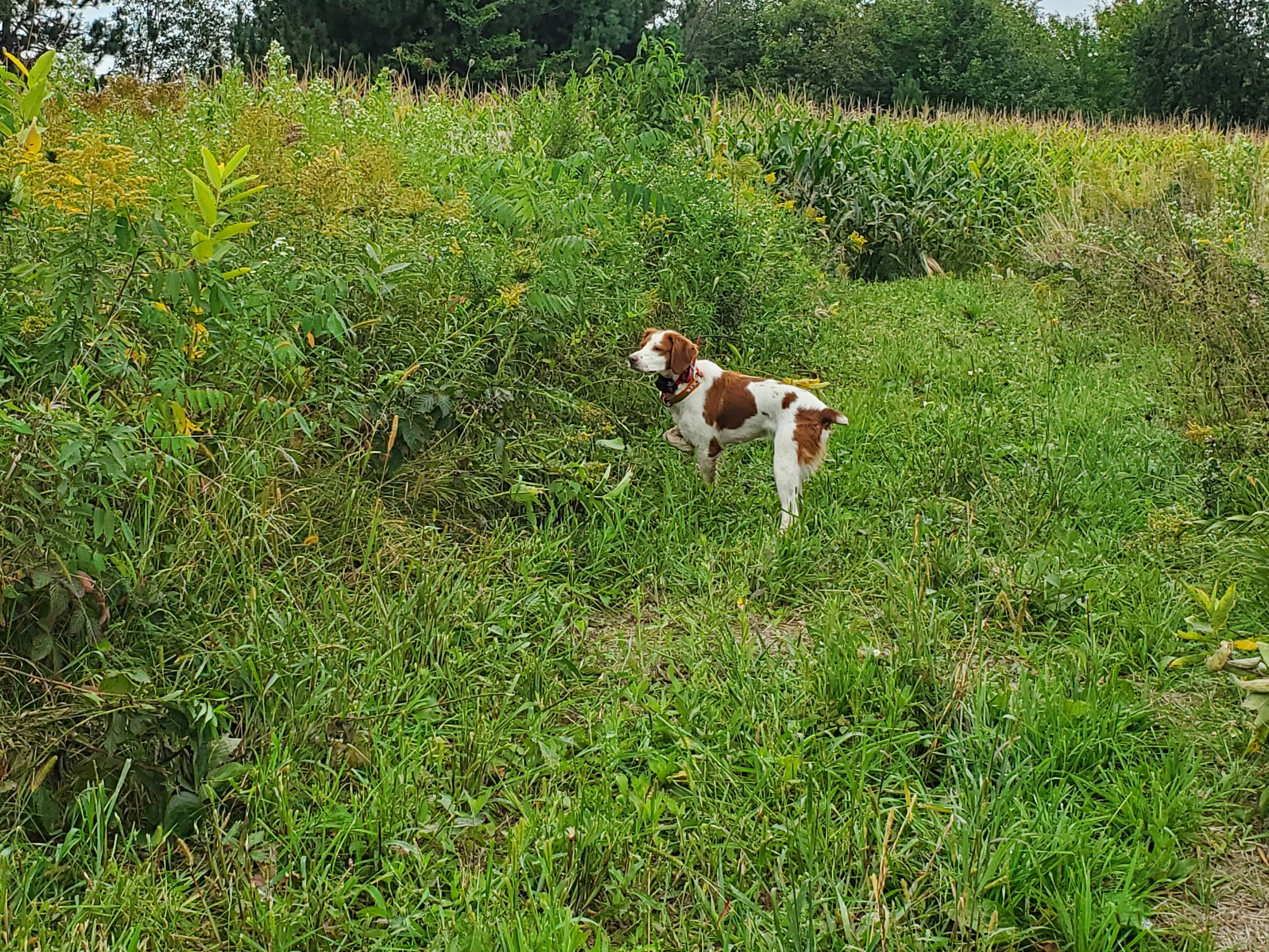 Skye