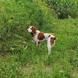 Skye - Brittany
