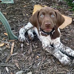 German Shorthaired Pointer Puppies from Sutheimer GSP'S