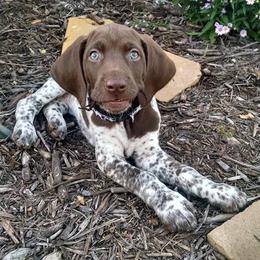German Shorthaired Pointer Puppies from Sutheimer GSP'S
