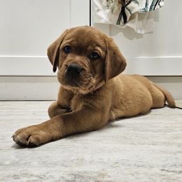 Labrador Retriever Puppies from Majestic Forrest Labradors