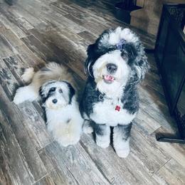 Aussiedoodle and Bernedoodle Puppies from Platinum Bernedoodles of Texas