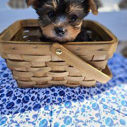 Yorkshire Terrier Puppies from Lady A's Yorkies