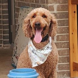 Blaze - Poodle
