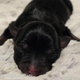 KB.BTF - Black tri female Miniature Australian Shepherd puppy in Deer Lodge, Tennessee from KSH Aussie Haven