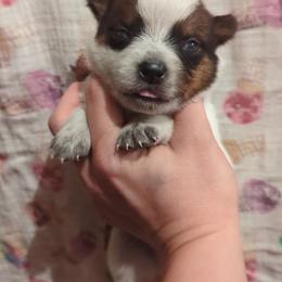 Rooster - Red speckled male Australian Cattle Dog puppy in Tulsa, Arkansas from Red Desert Australian Cattle Dogs