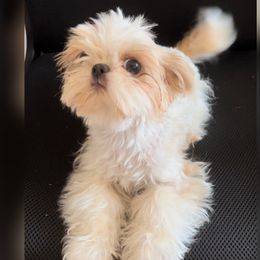 Yuri - Shih Tzu