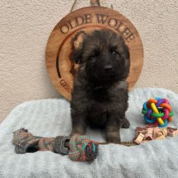 Grey Collar Boy - Sable male German Shepherd puppy in Columbus, Mississippi from Olde Wolfe German Shepherds