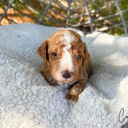Cubano - Red male Australian Labradoodle puppy in Wamego, Kansas from Doodles of Oz