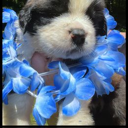Blue male - Mahogany and white male Saint Bernard puppy in New Philadelphia, Ohio from Fletchers Saints