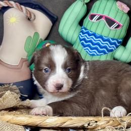 Summer - Red & white female Miniature Australian Shepherd puppy in California from Eagle River Aussies