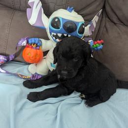 Stitch - Black male Goldendoodle puppy in Hollow Rock, Tennessee from Cedarhills