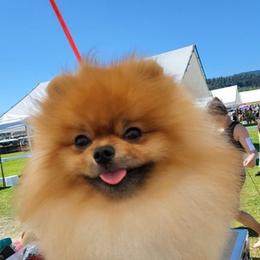 Pomeranians from Pomsgarden