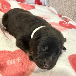 White Collar - Bi-color male German Shepherd puppy in Davenport, Florida from Pray Love Shepherd Kennels
