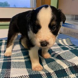 Australian Shepherds from Valley Creek Pups