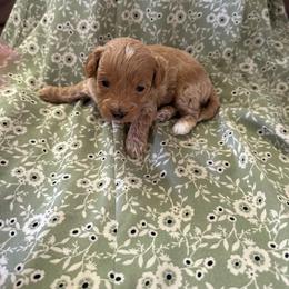 Alexander - Red male Maltipoo puppy in Weeki Wachee, Florida from Dreamspoodleandmaltese