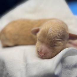 Apricot Female - female Cavapoochon puppy in Waldron, Arkansas from Kay’s Cutie Poos