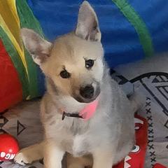 Girl 1 - female Norwegian Buhund puppy in Lawton, Michigan from J-Lyn