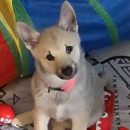 Girl 1 - female Norwegian Buhund puppy in Lawton, Michigan from J-Lyn