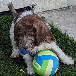 Labradoodle Puppies from AV Cares Doodles