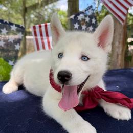 Donut - Sable and white female Siberian Husky puppy in College Station, Texas from Texas Siberian Husky Kennels (TSHK)
