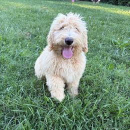 Boy 5 - Apricot male Double Doodle puppy in Jonesborough, Tennessee from Dry Creek Siberians
